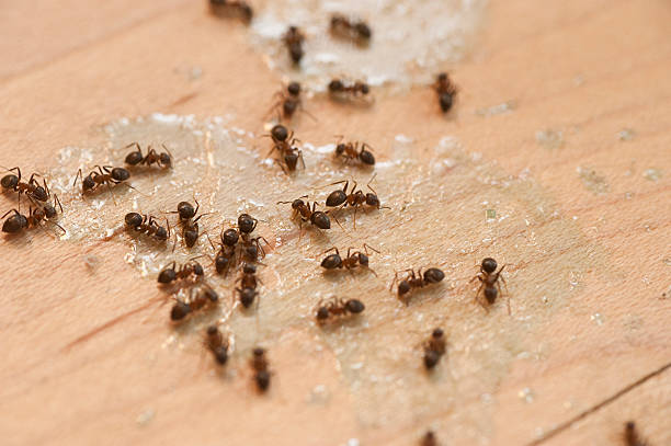 Best Pest Control Near Me  in Alanes Ridge, CA