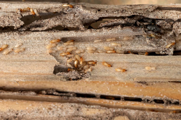 Best Flea Control Services  in Alanes Ridge, CA